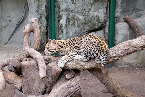 a small spotted wild cat sits on a branch in a zoo habitat