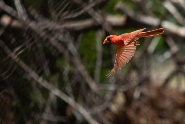 Austin research points to why birds seemed louder at the start of pandemic