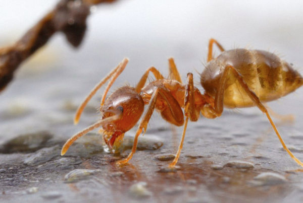 Texas researchers found a way to destroy crazy ants. Why it might not help in your yard.