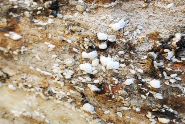 a close-up photo of a tree trunk shows small white insects latched onto the bark