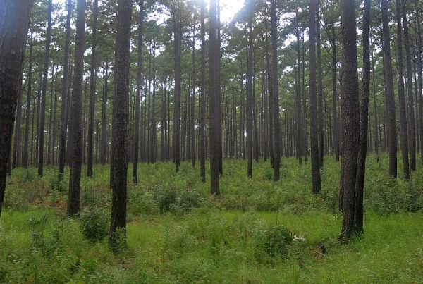 a forest filled with tall pine trees without needles on lower half of trunks with grass on the forst floor