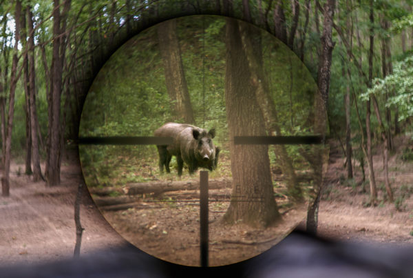 a large feral hog in a wooded area, looking menacingly toward the camera
