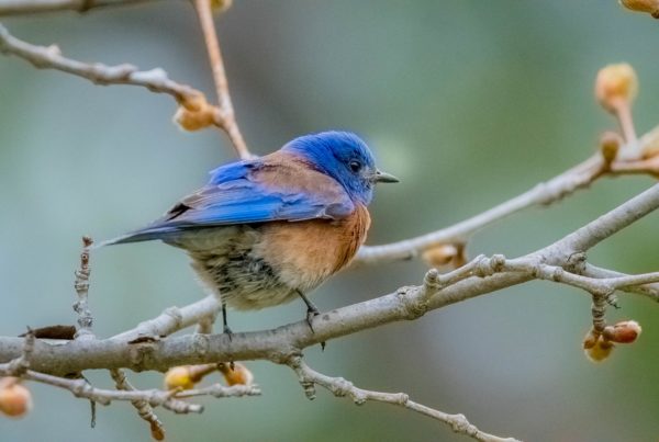A small blue and reddish-brown bird sits on a light-colored branch that is just beginning to bud. We see it from behind as it looks to the right.