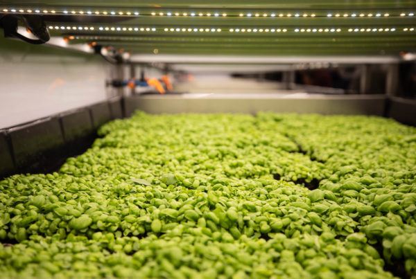 Inside a Texas greenhouse run by robots and AI