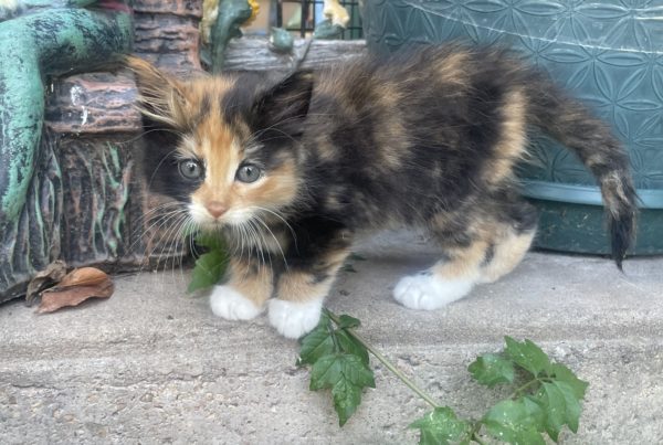 a small calico kitten with white paws walks on a ledge and looks at the camera