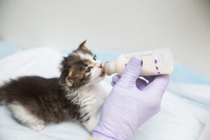 a very small tabby cat is bottle-fed by a person wearing purple gloves