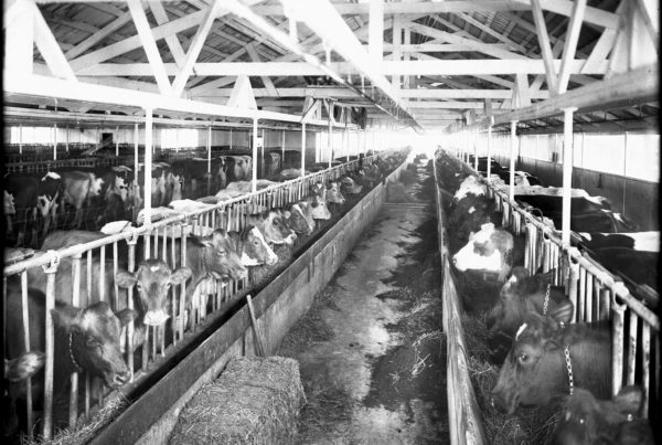 A long view of rows of dairy cows in an enclosure.