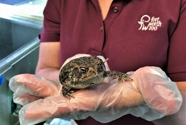 A Fort Worth Zoo employee, wearing gloves, holds out a Houston Toad
