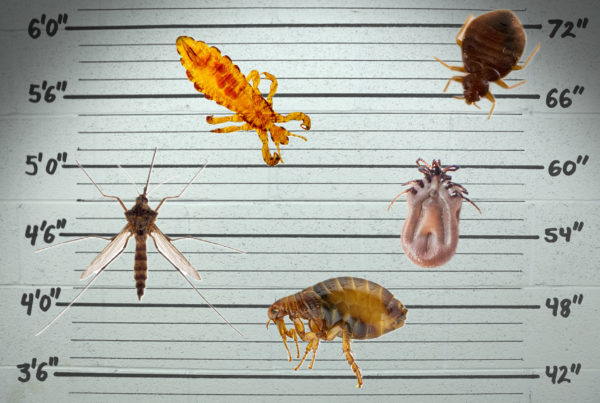 Got a mystery itch? Here are the Texas insects most likely to bite year-round.