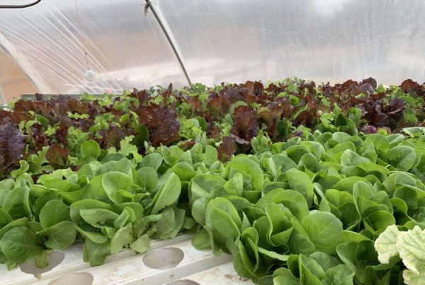 Rows of leafy green vegetables being grown inside a greenhouse