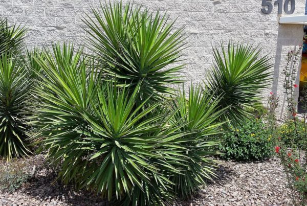 Demand – and an illicit market – grows for Texas-native yucca plant