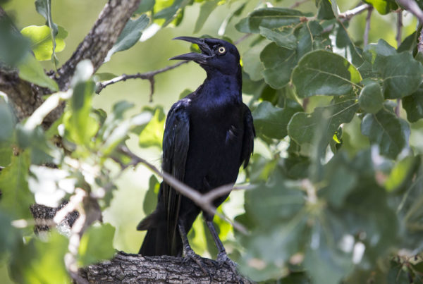 A grackle with an open beak and a somewhat intense look on its face sits in a tree.
