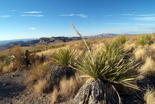 Sotol plants in the desert