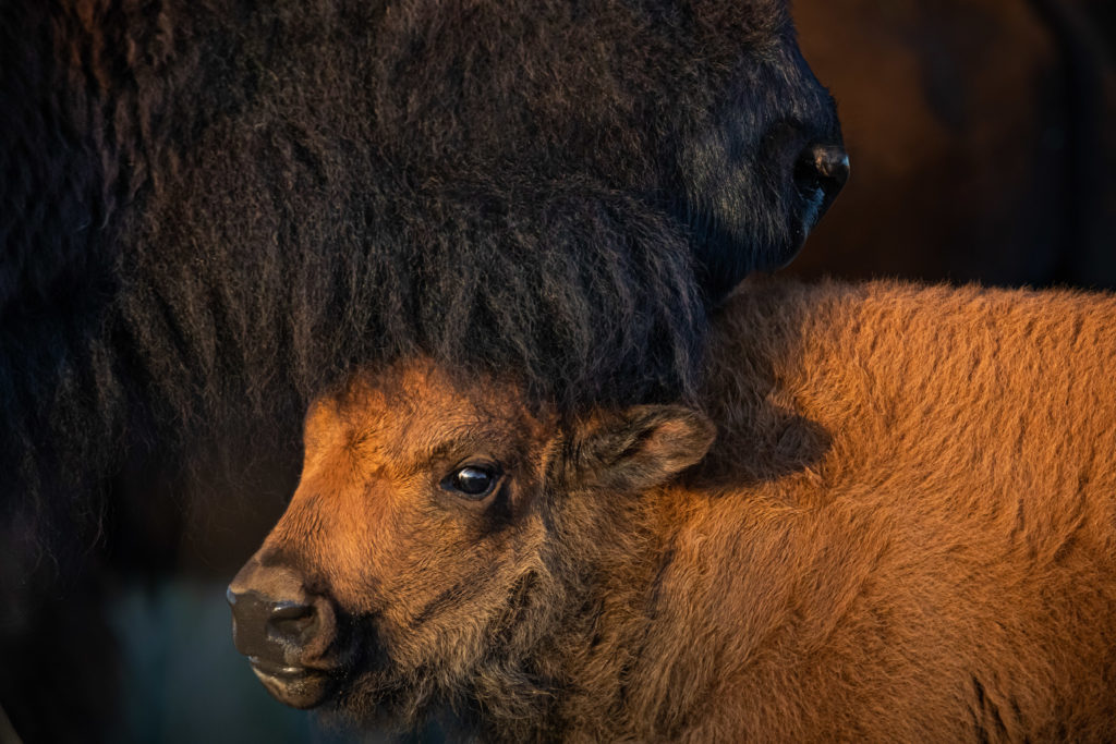 An adult bison rests its chin atop the head of its half who stands and looks contently ahead and to the left.