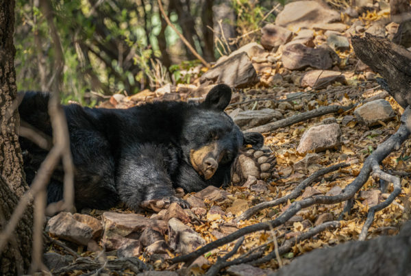 A large black bear rests on the leaf-covered ground of a wooded area with one paw resting underneath its face.