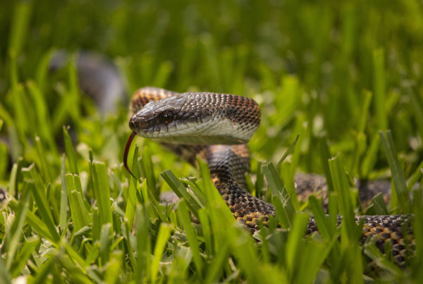Snake season has arrived in Texas – here’s what you need to know
