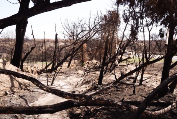Wildfires bring both destruction and benefits to Texas