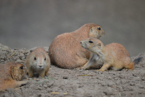 New research shows prairie dogs may be more friend than foe to Texas ranchers