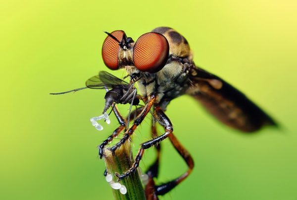 How to identify this predator insect that turns its prey into a smoothie