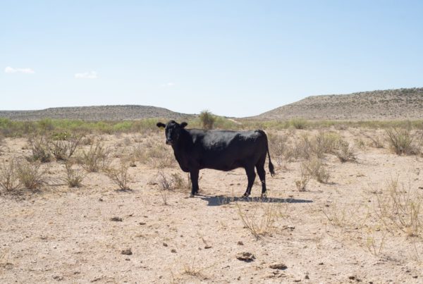 As droughts continues across the state, Texas ranchers try to keep up with rising prices