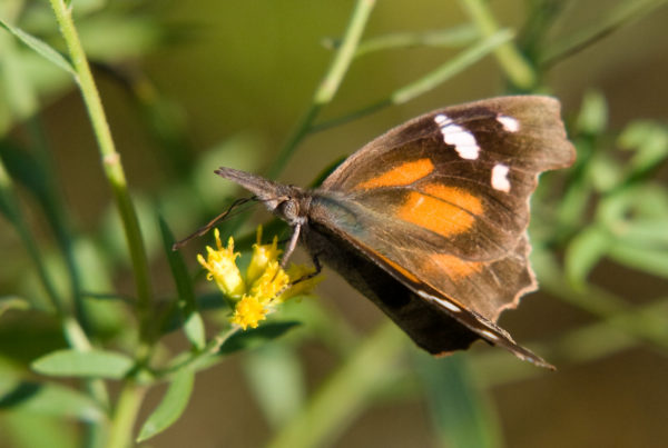 American Snout butterflies swarm South and Central Texas