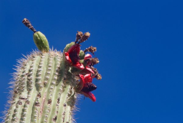 The top of a cactus with pink blooms in front of a bright blue sky