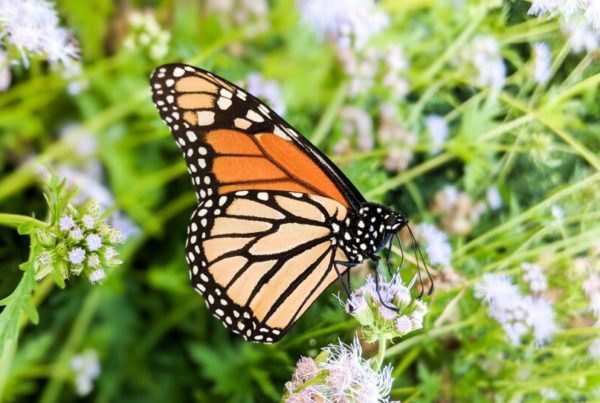 Summer drought impacts migration route for newly endangered monarch butterflies