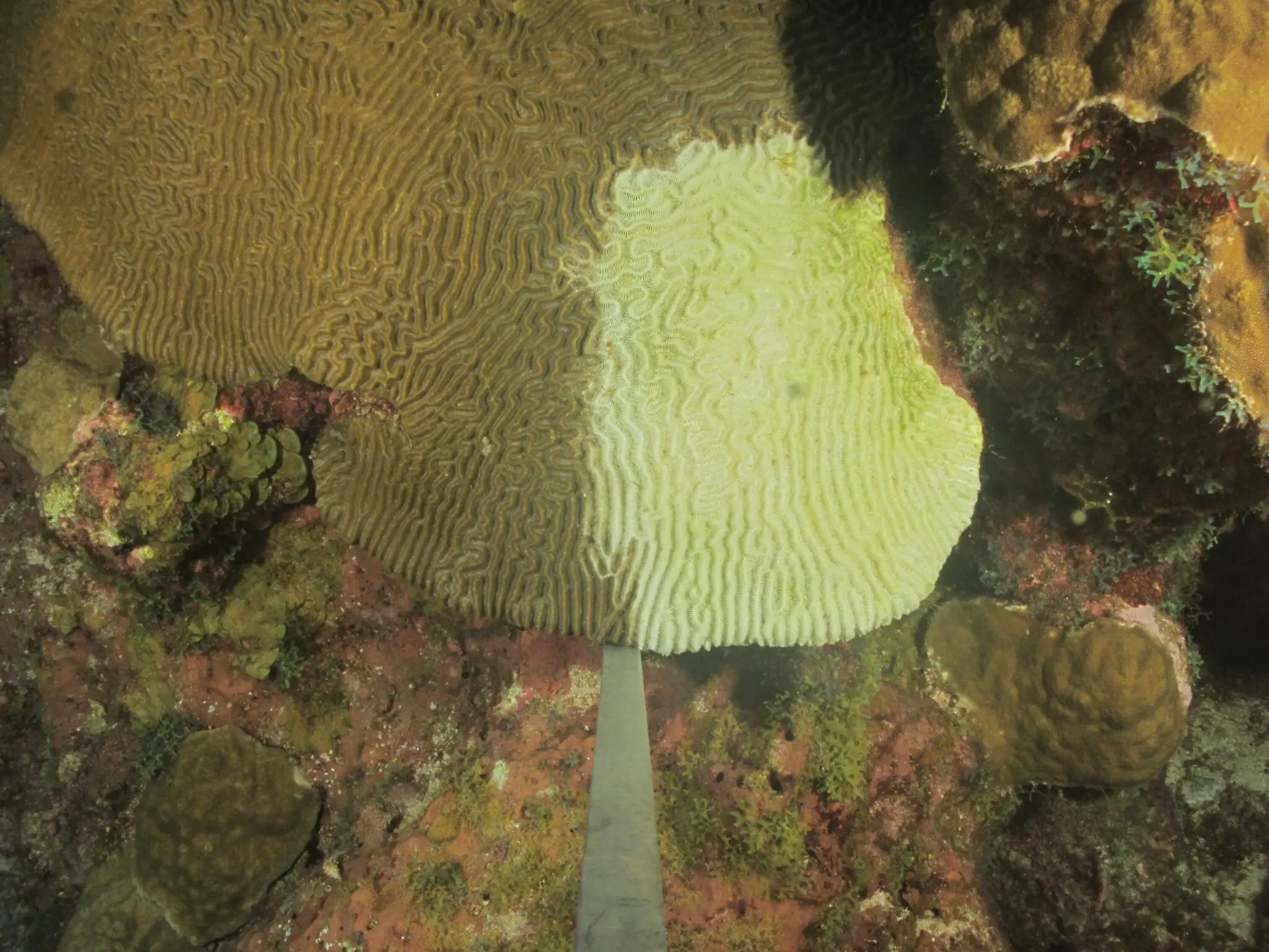 Coral is seen on the ocean floor. There is discoloration on its rocky surface.