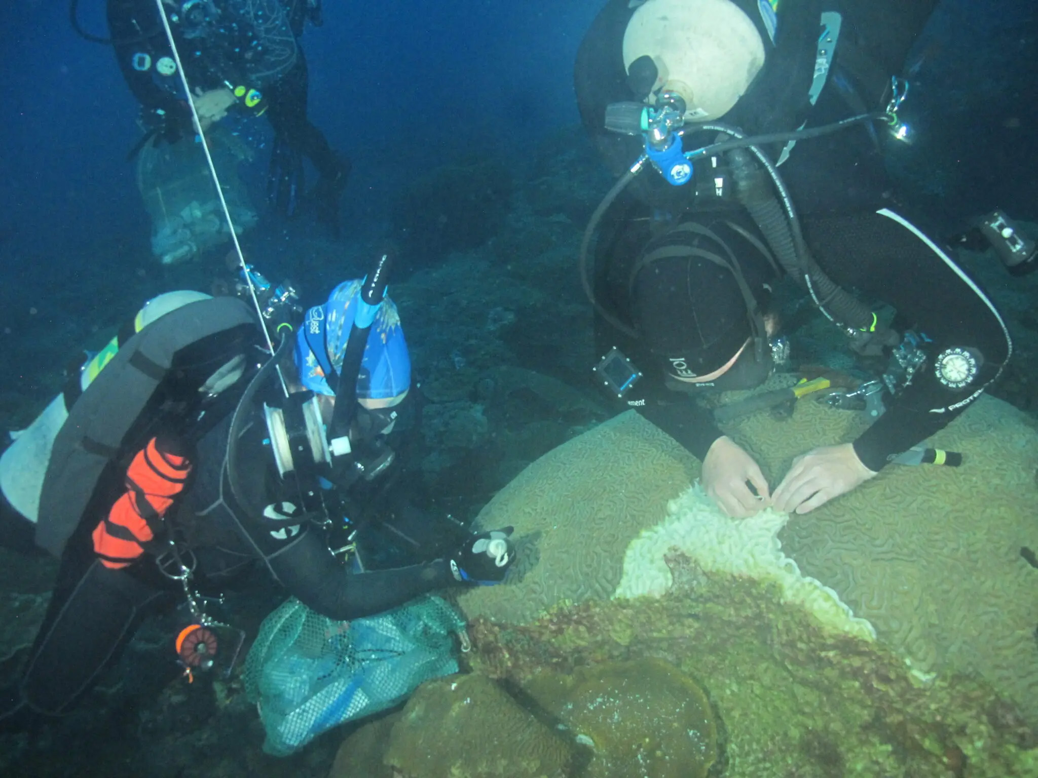 Two divers in scuba gear examine coral on the ocean floor.