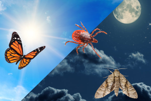 An illustration shows a daytime sky on the left on a night sky on the right. A butterfly, bedbug, and moth are spread out over the image.