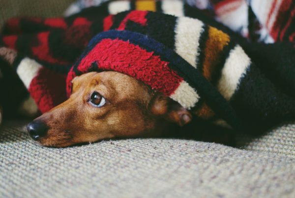 Pup feeling under the weather? It could be canine influenza