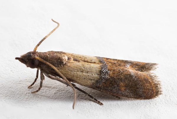 An adult Indianmeal moth sits on a white background. The small moth is different shades of brown with darker tips on its wings.