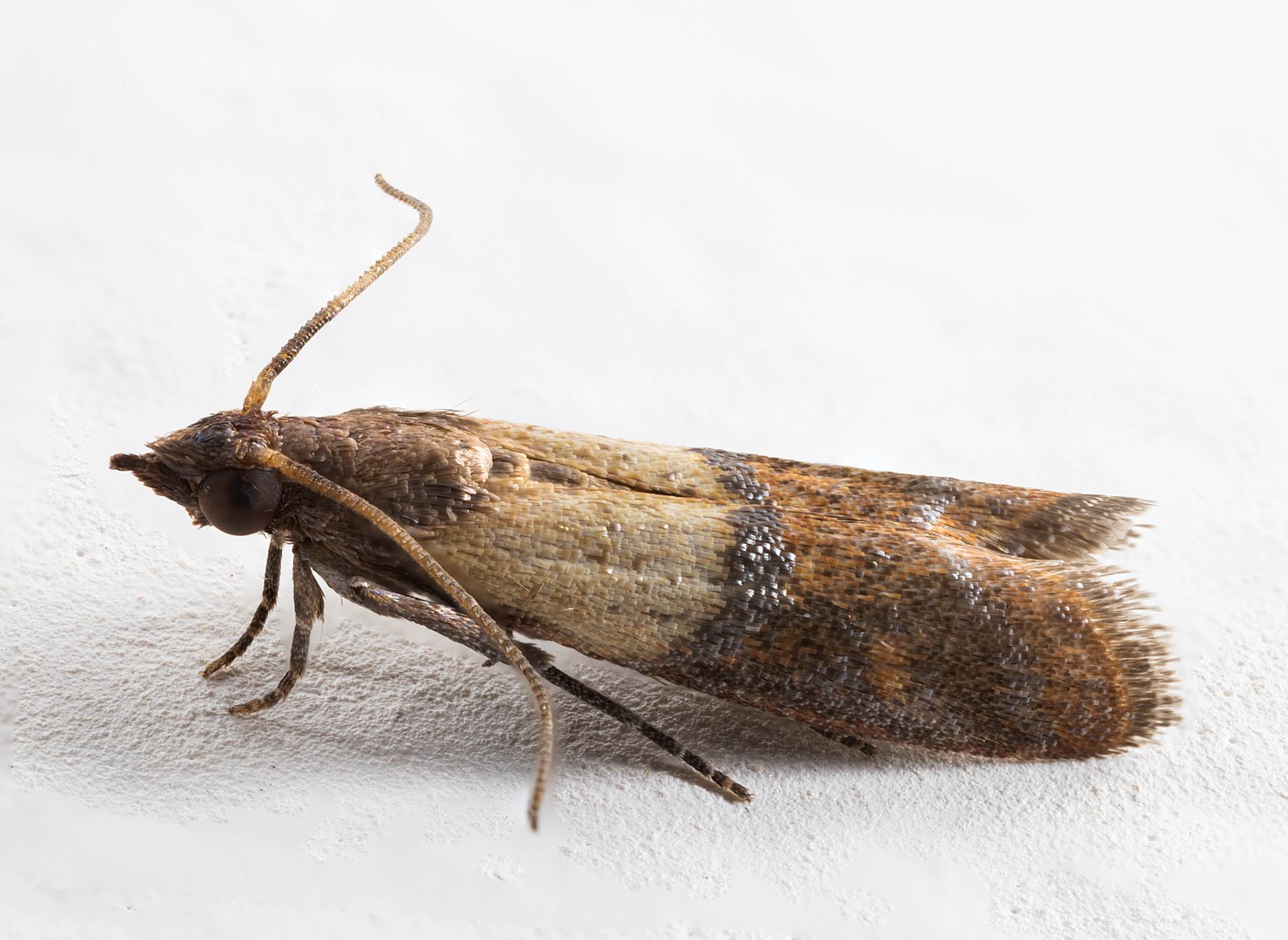 The Mediterranean Pantry Moth Species - A Homeowners Guide