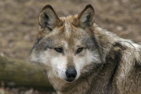How the U.S. and Mexico have teamed up on Mexican gray wolf recovery efforts
