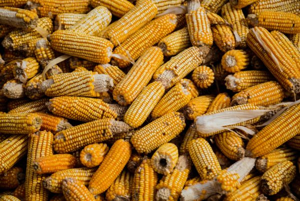 What would a ban on genetically modified corn mean for trade between the U.S. and Mexico?