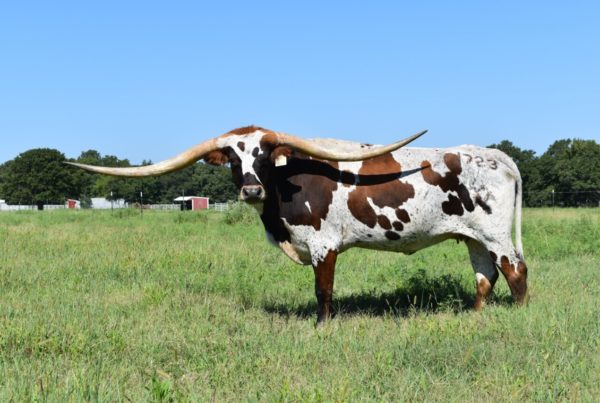 Texas Longhorn sold at auction for record-breaking $700,000