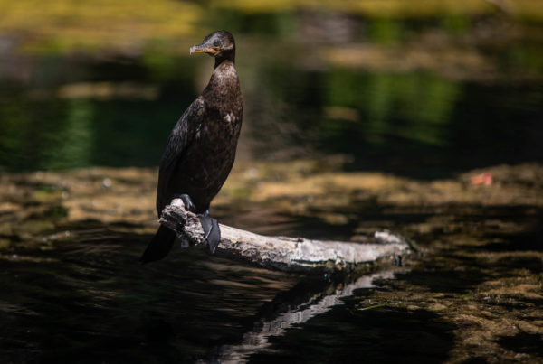 a tall brown bird sits on a branch in algae-covered water