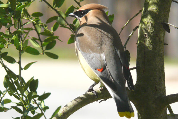 a close-up photo of a bird in a tree. the bird is greyish-brown except for bright red tips on its wings.