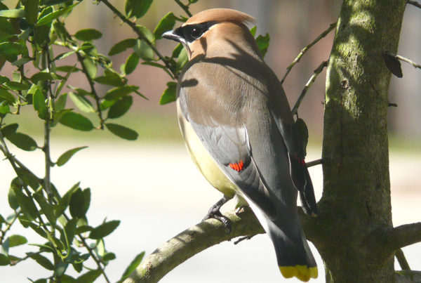 Typewriter Rodeo: Cedar Waxwing