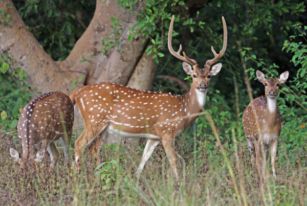 ‘Early detection, rapid response’: Invasive axis deer spotted at Big Thicket