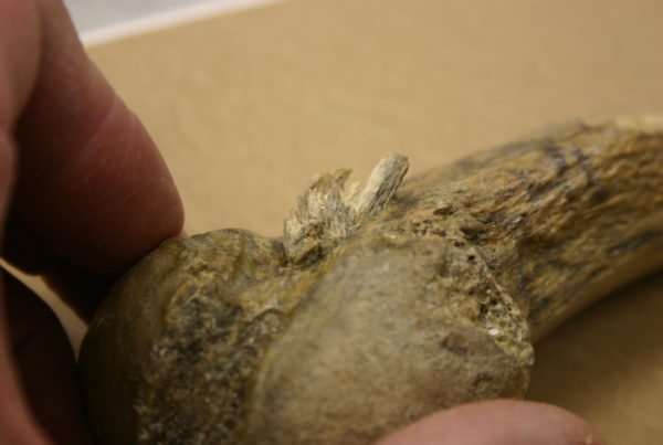 Texas A&M archeologists find prehistoric projectile in mastodon rib