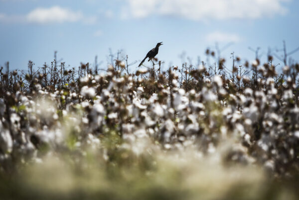 A close-up of a Texas cotton field, with a bird perched on top of a plant
