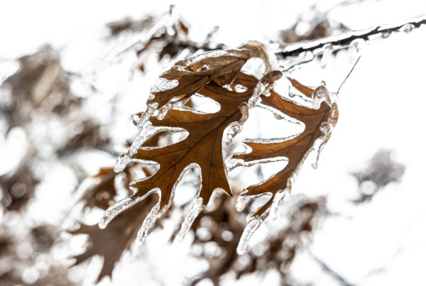 How to care for trees damaged by the ice storm
