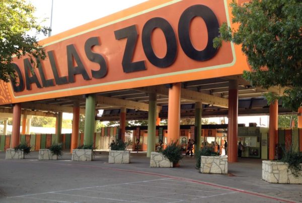 Monkey thefts, other incidents at Dallas Zoo ‘a message to be vigilant’