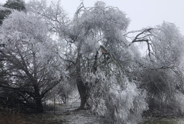 a wideshot of a very large hackberry tree covered in ice
