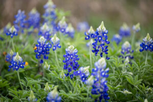 a patch of bluebonnets in bloom show off their colors