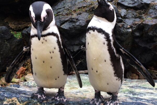 Dallas zoo, aquarium staff part of global effort to save African penguins
