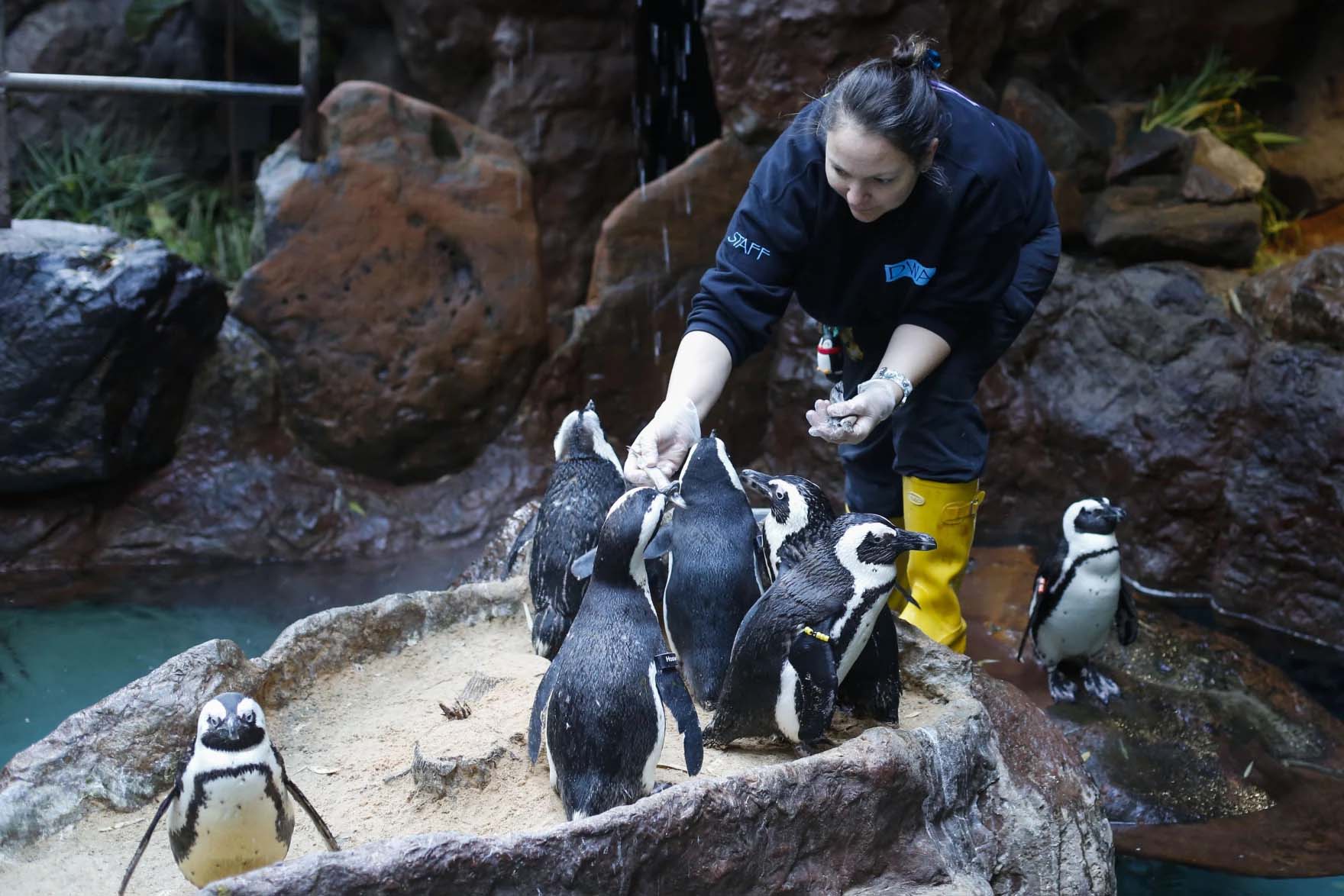 Dallas zoo, aquarium staff part of global effort to save African