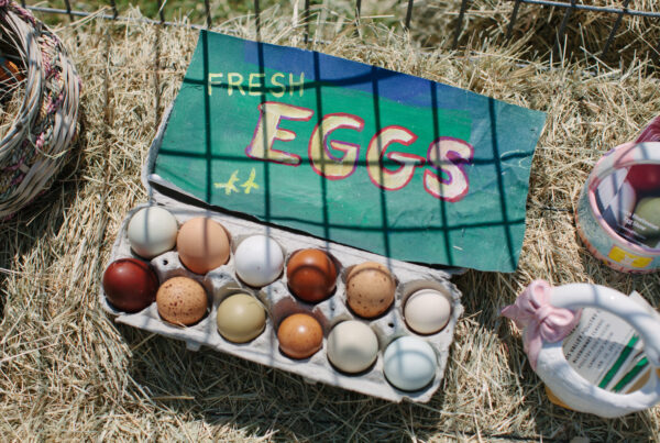 Typewriter Rodeo: The Price of Eggs