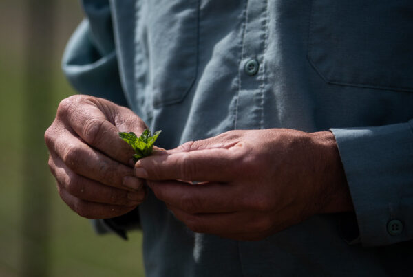 a close up photo of a person in a denim shirt holding a sprig of wild mint